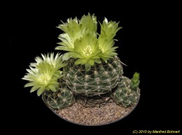 Gymnocalycium leeanum SCHL 103 203